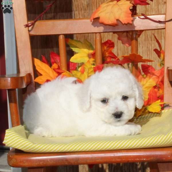 Merle, Bichon Frise Puppy